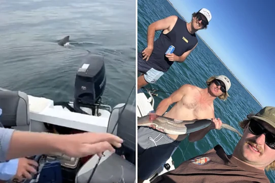 A five-metre great white shark circled a tiny fishing boat three times off the South Australian coast