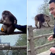 A tourist tried to push a Tibetan macaque off a guardrail at China's Mount Emei