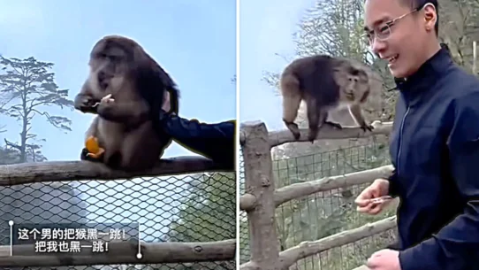 A tourist tried to push a Tibetan macaque off a guardrail at China's Mount Emei