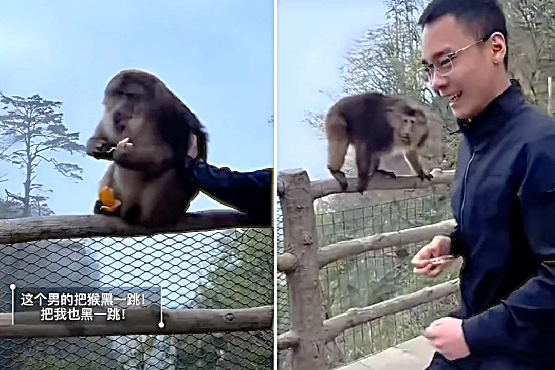 A tourist tried to push a Tibetan macaque off a guardrail at China's Mount Emei
