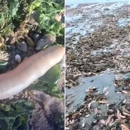 Storms left Argentine beaches writhing with thousands of "penis fish" overnight