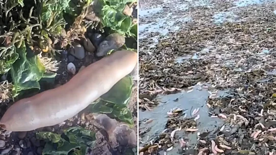 Storms left Argentine beaches writhing with thousands of "penis fish" overnight
