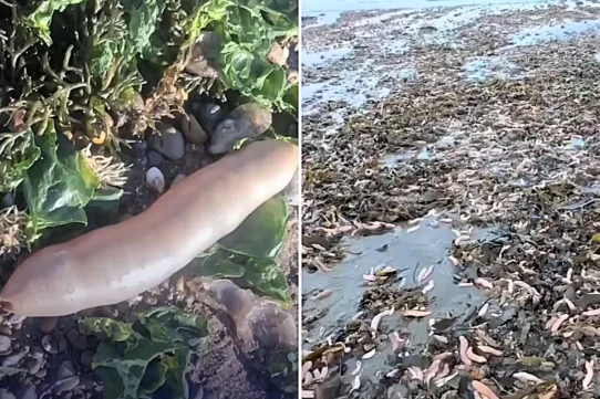 Storms left Argentine beaches writhing with thousands of "penis fish" overnight