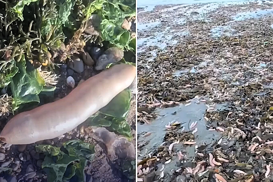 Storms left Argentine beaches writhing with thousands of "penis fish" overnight