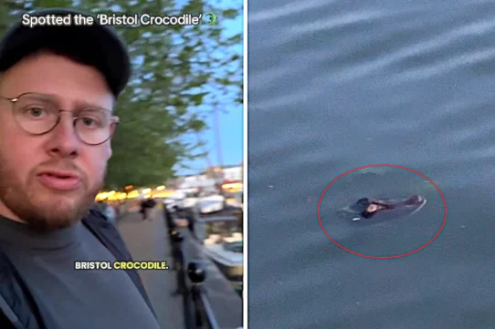 Dom Davies has filmed wildlife across the world