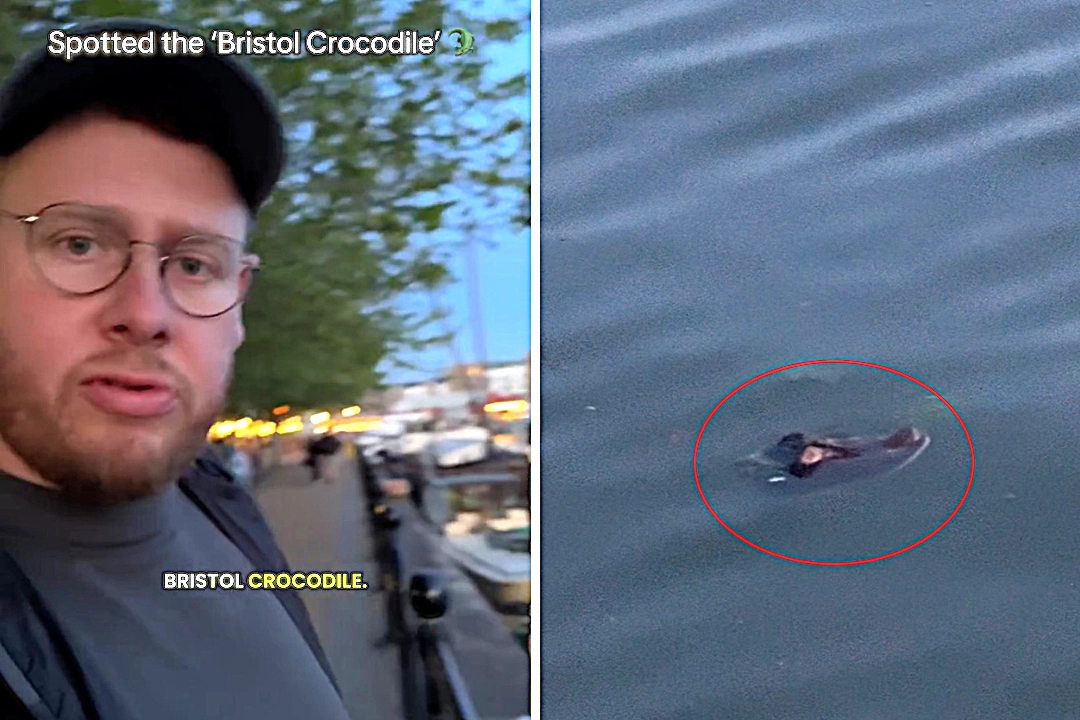 Dom Davies has filmed wildlife across the world