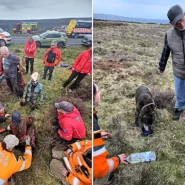 Maisy the 12-year-old Staffie cross dropped 20ft into a hidden pothole on the North York Moors