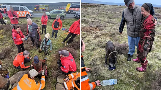 Maisy the 12-year-old Staffie cross dropped 20ft into a hidden pothole on the North York Moors