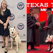 Sadie the service dog attended every lecture and lab of Makaela Muse's animal science degree at Texas Tech