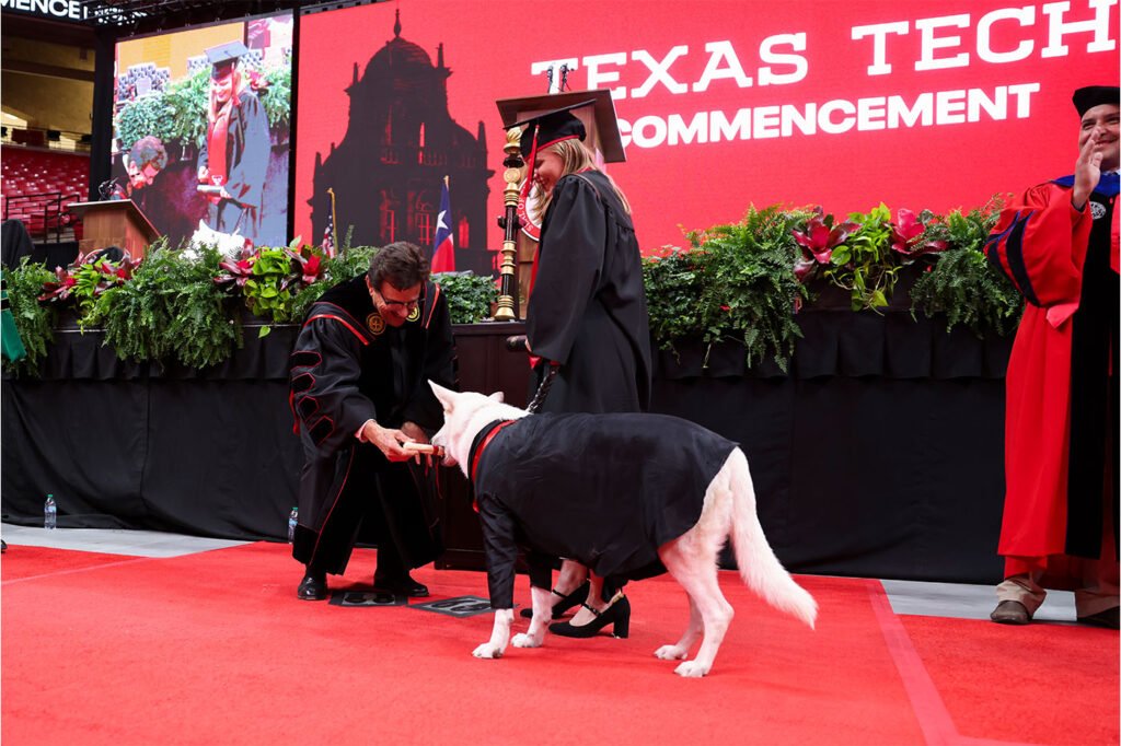 Sadie the service dog attended every lecture and lab of Makaela Muse's animal science degree at Texas Tech