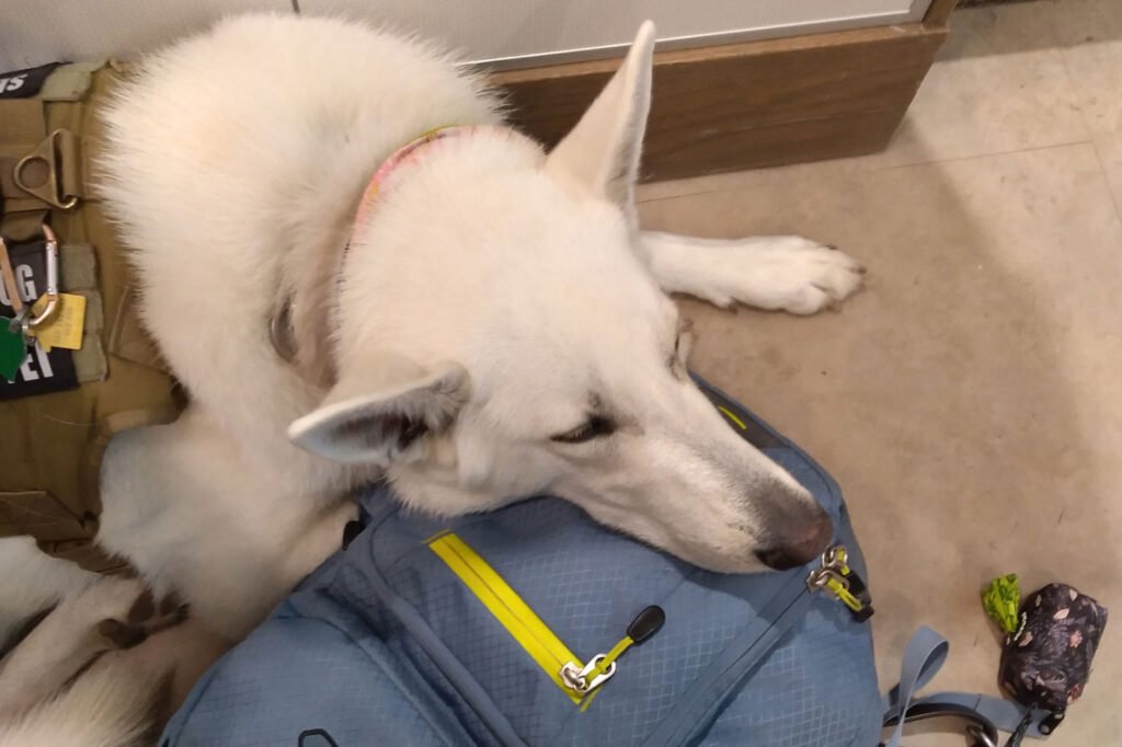 Sadie the service dog attended every lecture and lab of Makaela Muse's animal science degree at Texas Tech