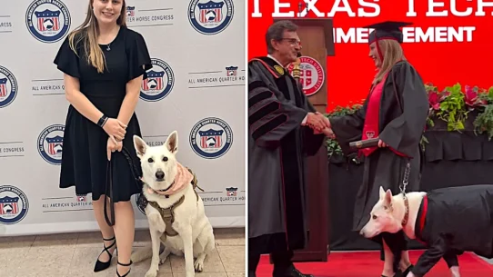 Sadie the service dog attended every lecture and lab of Makaela Muse's animal science degree at Texas Tech