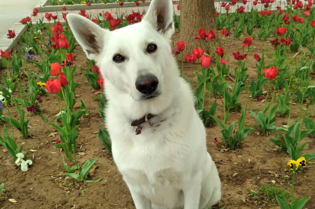 Sadie the service dog attended every lecture and lab of Makaela Muse's animal science degree at Texas Tech
