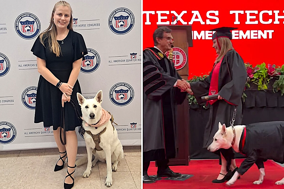 Sadie the service dog attended every lecture and lab of Makaela Muse's animal science degree at Texas Tech