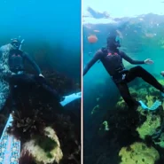 Diver Michael Thomas was exploring kelp forests off Lundy Island when a curious seal wrapped itself around him