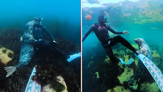 Diver Michael Thomas was exploring kelp forests off Lundy Island when a curious seal wrapped itself around him