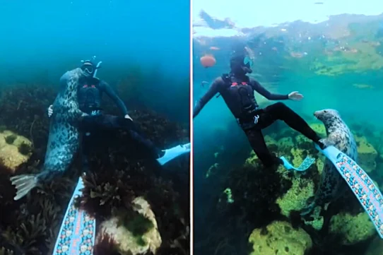 Diver Michael Thomas was exploring kelp forests off Lundy Island when a curious seal wrapped itself around him