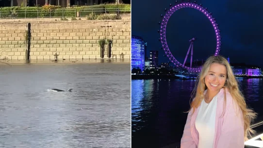 A runner filmed a dolphin in the Thames and called it a sign from the universe