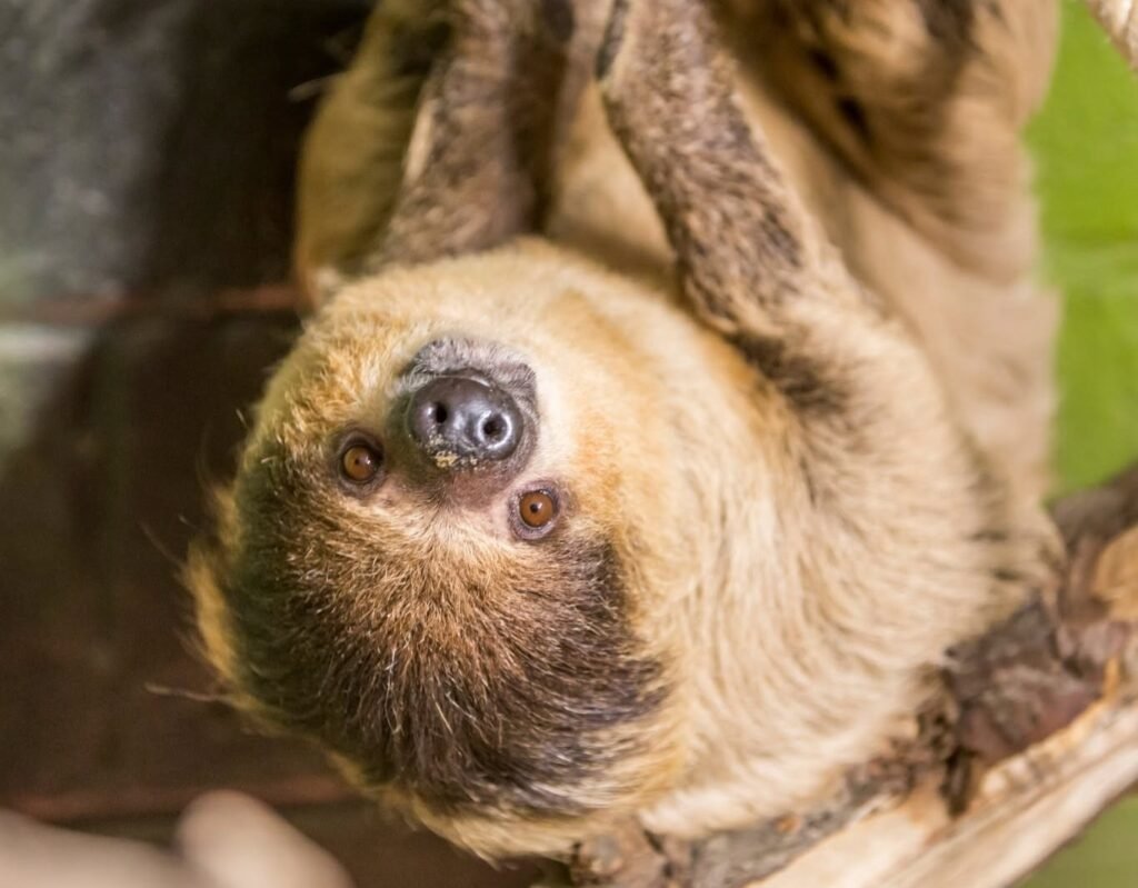 Courtney adopted sloth Tuppee after seeing him on TV
