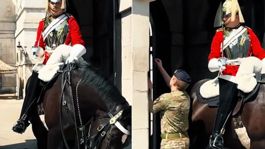 Viral footage of a King's Guard horse struggling in the London heatwave has hit 200,000 views