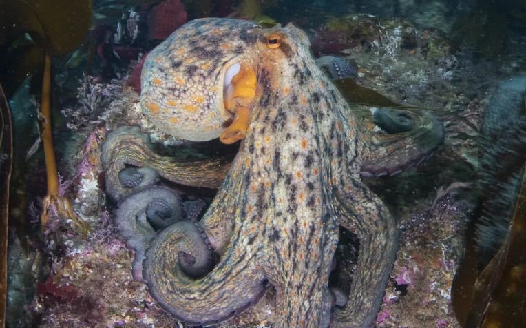 New photos off Berry Head show a common octopus clinging to a Risso's dolphin's fin