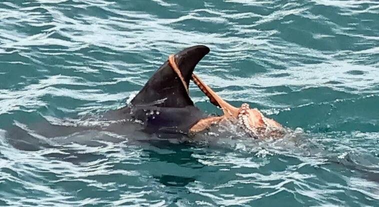 New photos off Berry Head show a common octopus clinging to a Risso's dolphin's fin