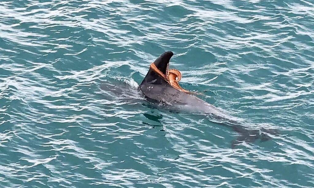 New photos off Berry Head show a common octopus clinging to a Risso's dolphin's fin