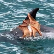 New photos off Berry Head show a common octopus clinging to a Risso's dolphin's fin