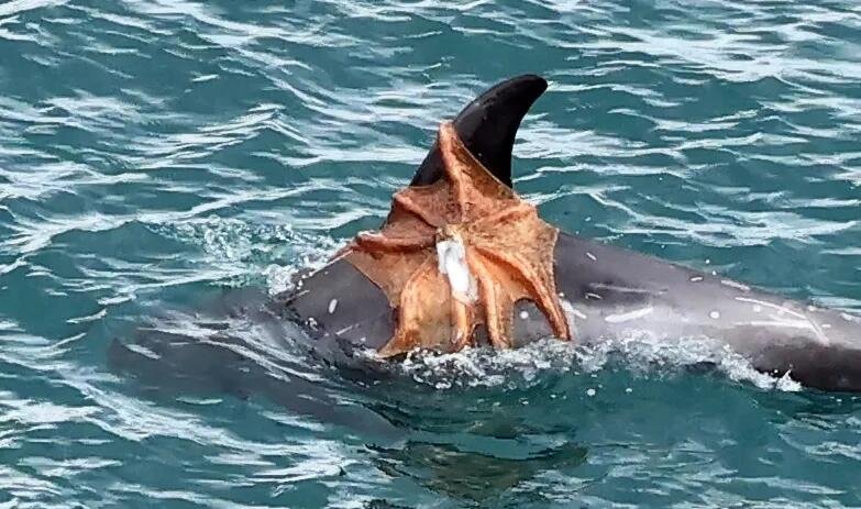 New photos off Berry Head show a common octopus clinging to a Risso's dolphin's fin