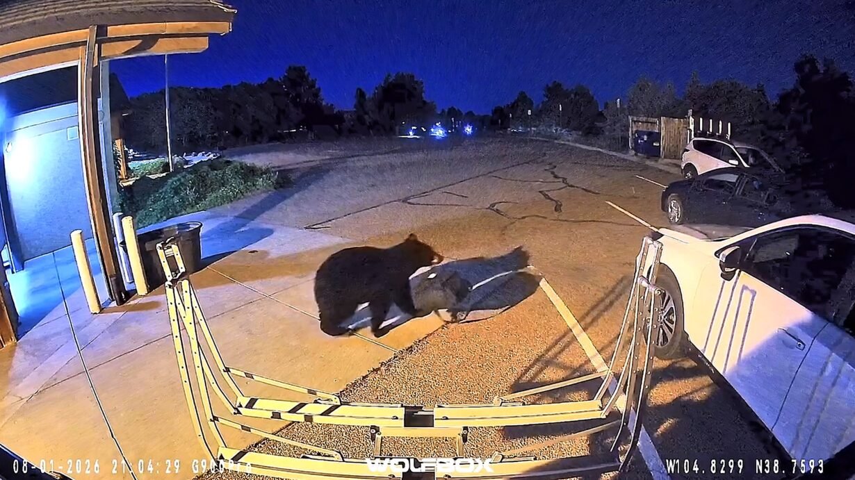 A black bear wandered into a Colorado fire station, grabbed a firefighter's gear bag and walked out