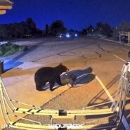 A black bear wandered into a Colorado fire station, grabbed a firefighter's gear bag and walked out