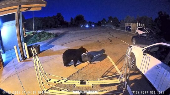 A black bear wandered into a Colorado fire station, grabbed a firefighter's gear bag and walked out