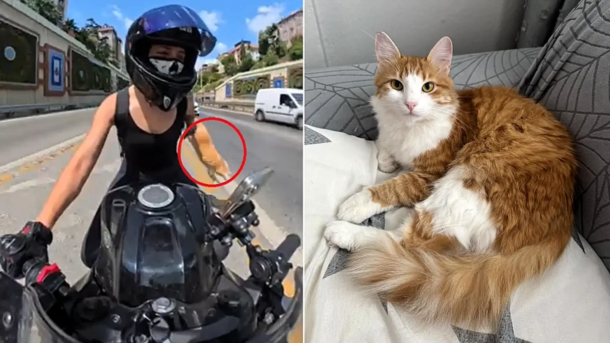 A cat escaped a biker's backpack on a busy Istanbul highway and missed a lorry by inches