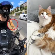 A cat escaped a biker's backpack on a busy Istanbul highway and missed a lorry by inches