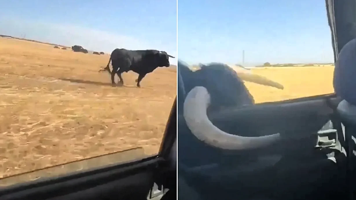 Terrifying footage shows a bull charging a moving car in Spain