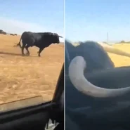 Terrifying footage shows a bull charging a moving car in Spain