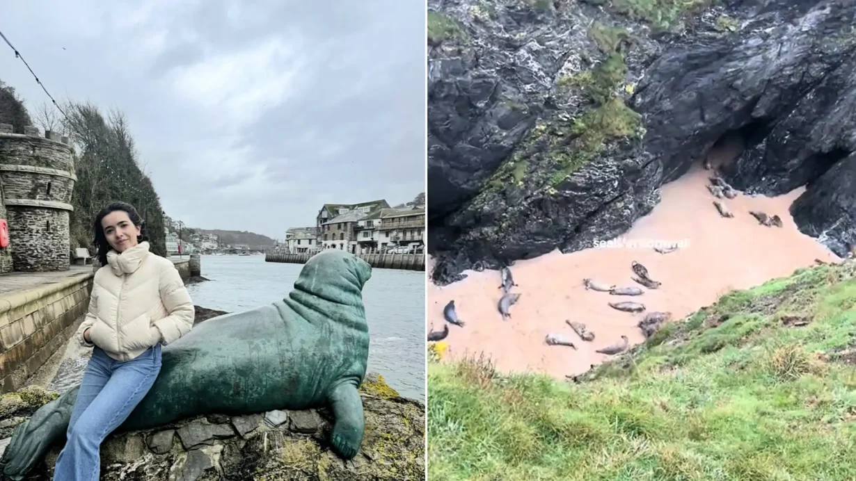 A student who nearly skipped her Cornwall trip found 40 seals playing in a hidden cave