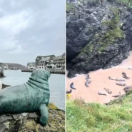A student who nearly skipped her Cornwall trip found 40 seals playing in a hidden cave