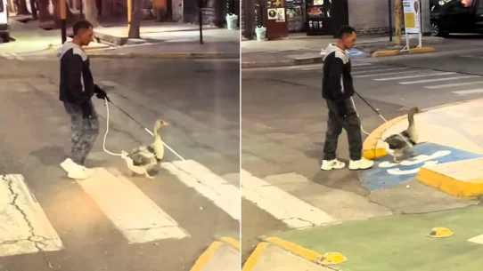 A blind man was filmed walking an Argentine street with a duck on a lead