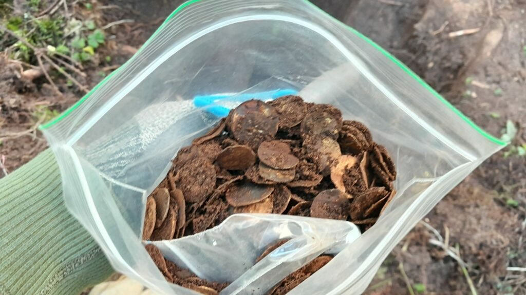 Kalle Lappinen nearly gave up metal detecting before unearthing thousands of Viking-era silver coins near Sysmä, Finland's biggest hoard