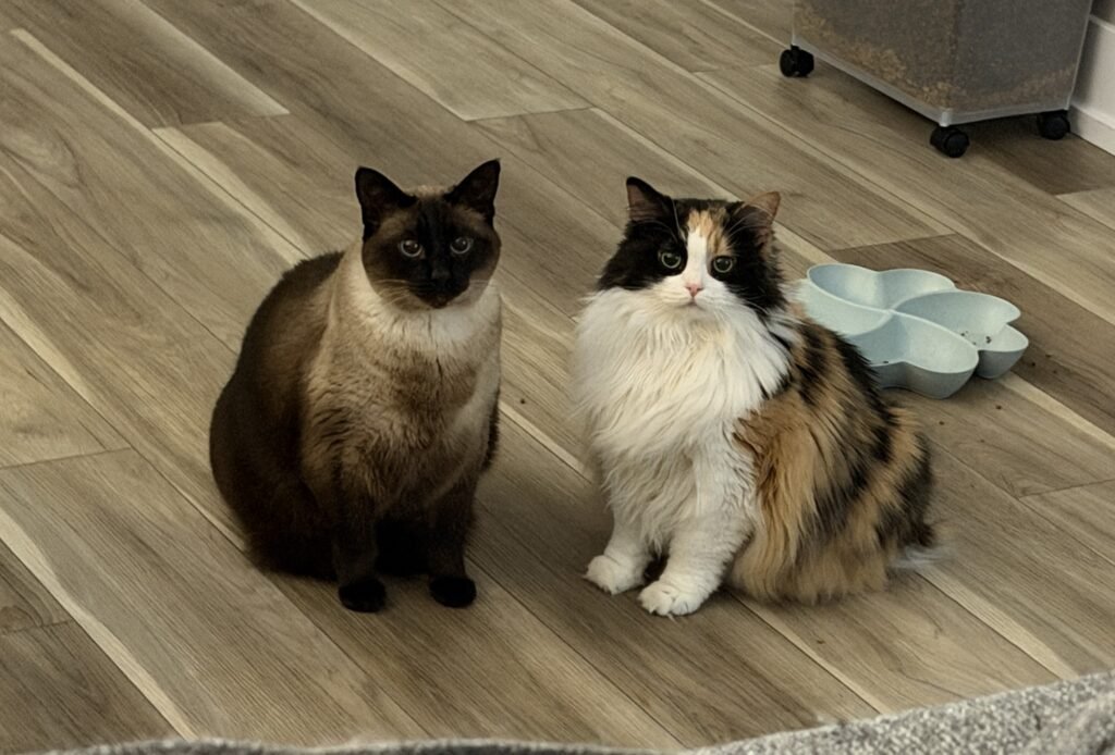 Cami’s cats.