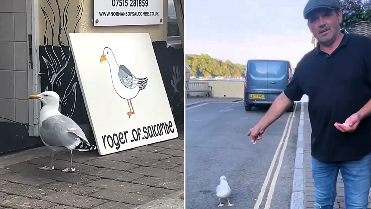 Roger the guard gull patrols a Salcombe street