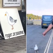 Roger the guard gull patrols a Salcombe street