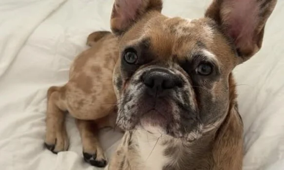 Martine Kjartansdottir watched from the gate as a KLM ground handler sat beside her French bulldog's crate on the tarmac
