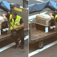 Martine Kjartansdottir watched from the gate as a KLM ground handler sat beside her French bulldog's crate on the tarmac