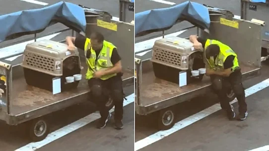 Martine Kjartansdottir watched from the gate as a KLM ground handler sat beside her French bulldog's crate on the tarmac