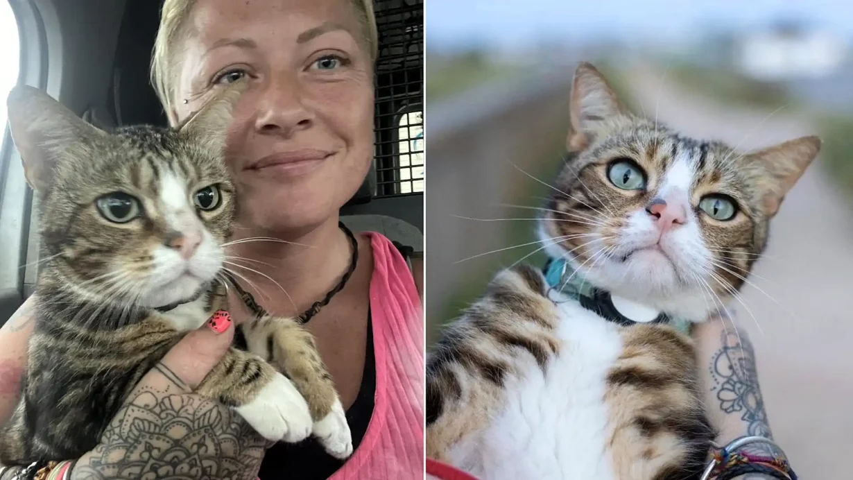Max the tabby has 6,000 fans, his own calendar and a habit of climbing into cars