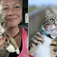 Max the tabby has 6,000 fans, his own calendar and a habit of climbing into cars