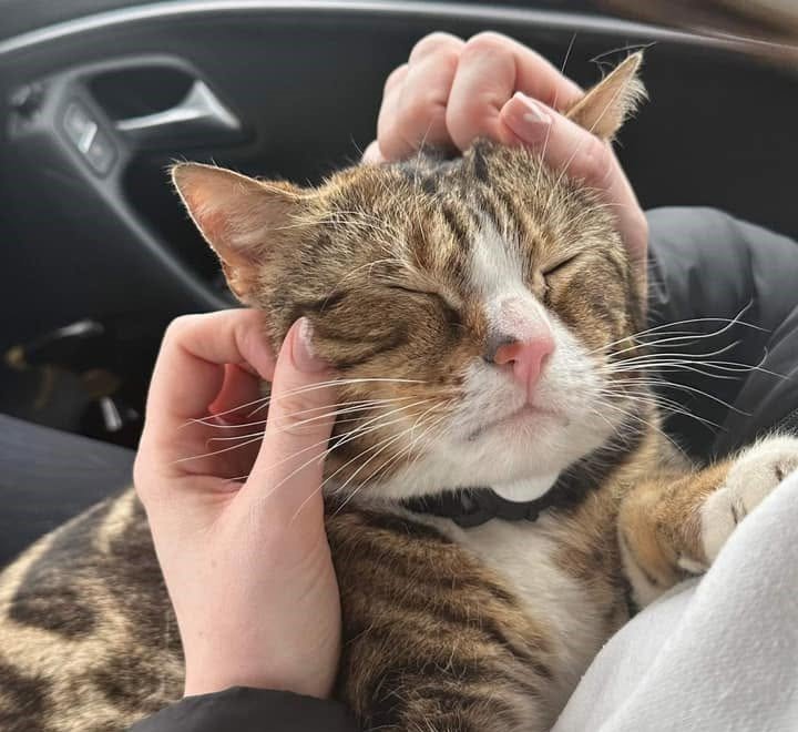 Max the tabby has 6,000 fans, his own calendar and a habit of climbing into cars