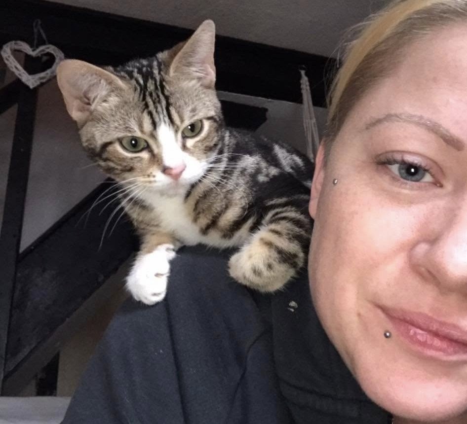 Max the tabby has 6,000 fans, his own calendar and a habit of climbing into cars